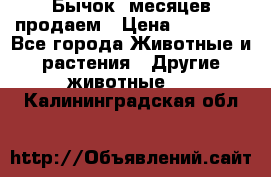 Бычок 6месяцев продаем › Цена ­ 20 000 - Все города Животные и растения » Другие животные   . Калининградская обл.